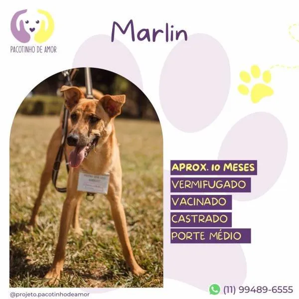 Cachorro ra a SRD-ViraLata idade 1 ano nome Marlin