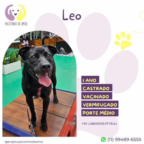 Cachorro ra a SRD-ViraLata idade 1 ano nome Leo