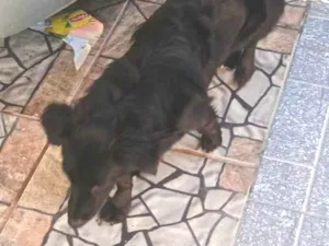 Cachorro raça SRD-ViraLata idade 7 a 11 meses nome Paçoquita