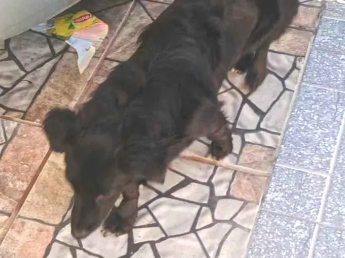 Cachorro ra a SRD-ViraLata idade 7 a 11 meses nome Paçoquita