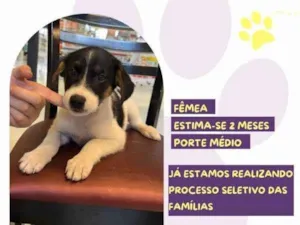 Cachorro raça SRD-ViraLata idade 2 a 6 meses nome Belinha