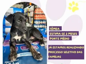 Cachorro raça SRD-ViraLata idade 2 a 6 meses nome Suzi