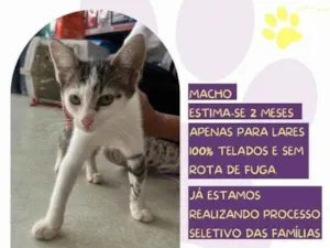 Gato raça SRD-ViraLata idade 2 a 6 meses nome Antonio