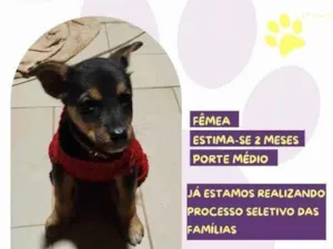 Cachorro raça SRD-ViraLata idade 2 a 6 meses nome Ivy