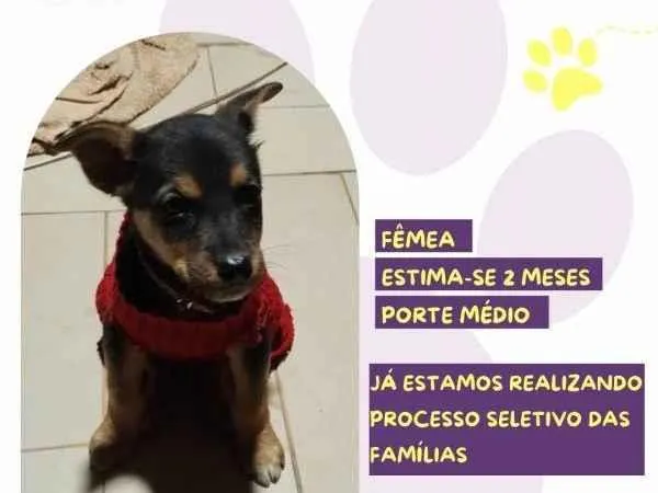 Cachorro ra a SRD-ViraLata idade 2 a 6 meses nome Ivy