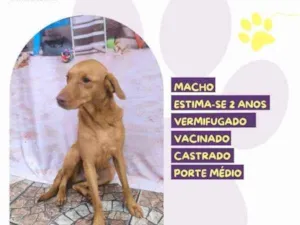 Cachorro raça SRD-ViraLata idade 1 ano nome Principe