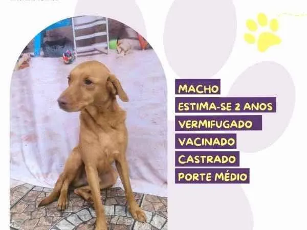 Cachorro ra a SRD-ViraLata idade 1 ano nome Principe