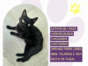 Gato raça SRD-ViraLata idade 1 ano nome Lili