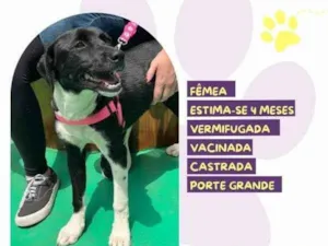 Cachorro raça SRD-ViraLata idade 2 a 6 meses nome Pandora