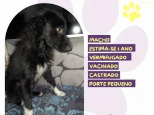 Cachorro raça SRD-ViraLata idade 1 ano nome Xiquinho