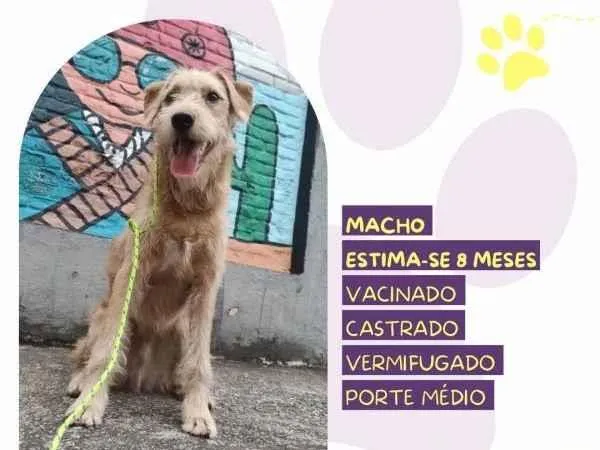 Cachorro ra a SRD-ViraLata idade 1 ano nome Scooby