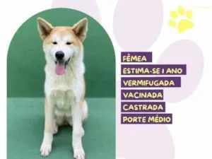 Cachorro raça SRD-ViraLata idade 1 ano nome Princesa