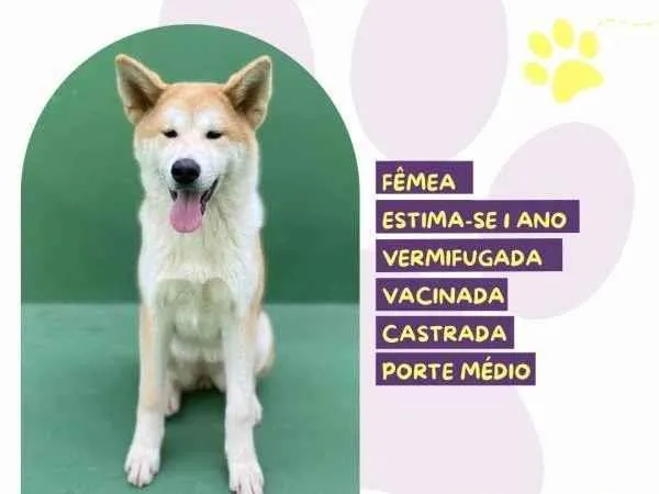 Cachorro ra a SRD-ViraLata idade 1 ano nome Princesa