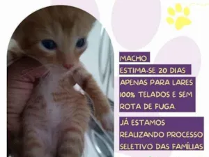 Gato raça SRD-ViraLata idade 2 a 6 meses nome Figaro