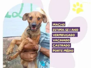 Cachorro raça SRD-ViraLata idade 1 ano nome Hercules