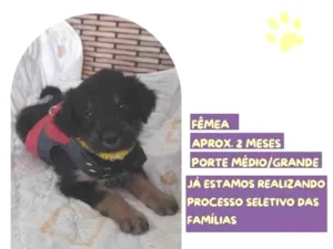 Cachorro raça SRD-ViraLata idade 2 a 6 meses nome Sally Brown