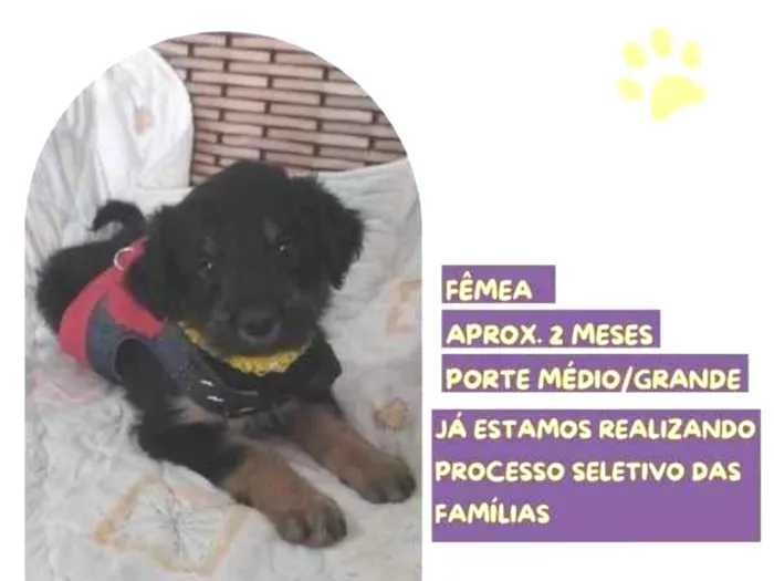 Cachorro ra a SRD-ViraLata idade 2 a 6 meses nome Sally Brown