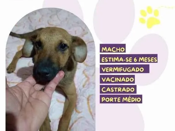 Cachorro ra a SRD-ViraLata idade 1 ano nome Gustavo