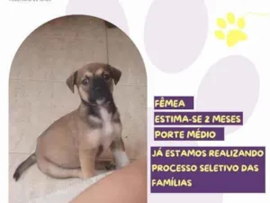 Cachorro raça SRD-ViraLata idade 2 a 6 meses nome Moana