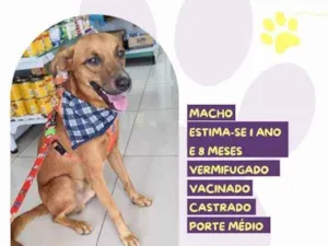 Cachorro raça SRD-ViraLata idade 1 ano nome Ferrugem