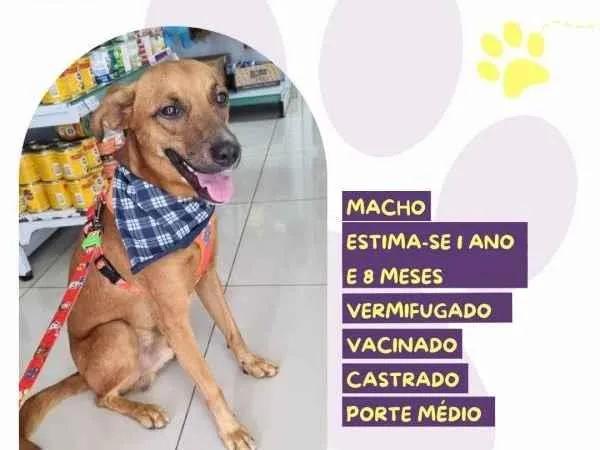 Cachorro ra a SRD-ViraLata idade 1 ano nome Ferrugem