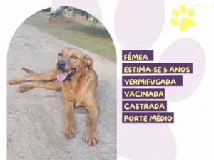 Cachorro raça SRD-ViraLata idade 1 ano nome Vivi