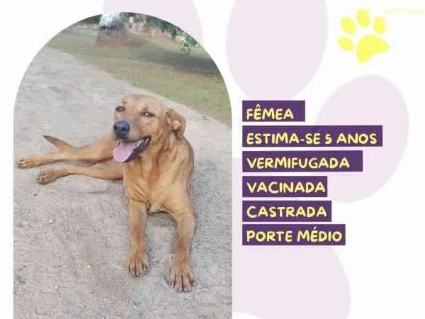 Cachorro ra a SRD-ViraLata idade 1 ano nome Vivi