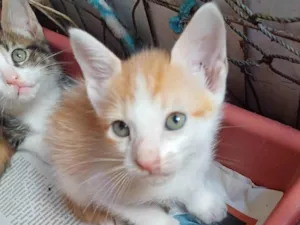 Gato raça Angorá idade Abaixo de 2 meses nome Gatinho adocao