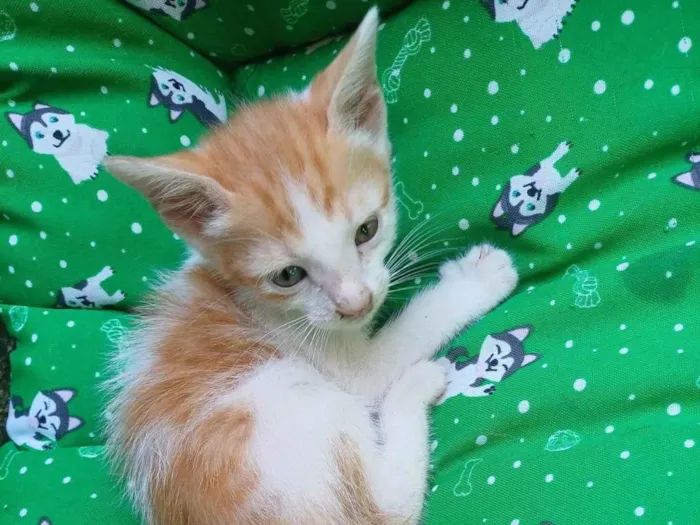 Gato ra a Angorá idade Abaixo de 2 meses nome Gatinho adocao