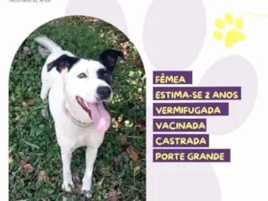 Cachorro raça SRD-ViraLata idade 1 ano nome Laila