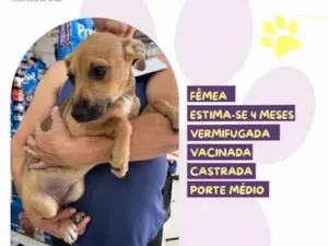 Cachorro raça SRD-ViraLata idade 2 a 6 meses nome Pacoca