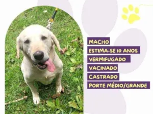 Cachorro raça SRD-ViraLata idade 1 ano nome Joca