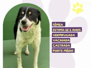 Cachorro raça SRD-ViraLata idade 1 ano nome Rebeca