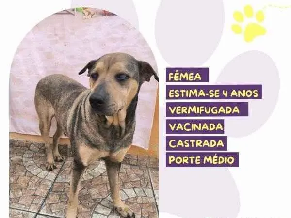 Cachorro ra a SRD-ViraLata idade 1 ano nome Luz