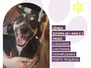 Cachorro raça SRD-ViraLata idade 1 ano nome Nina