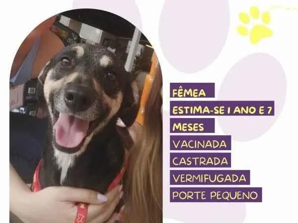 Cachorro ra a SRD-ViraLata idade 1 ano nome Nina