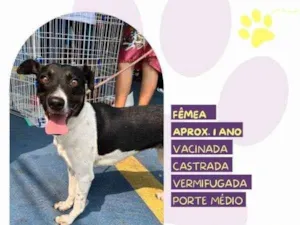 Cachorro raça SRD-ViraLata idade 1 ano nome Matilda