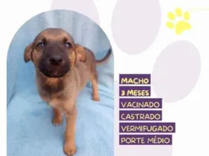 Cachorro raça SRD-ViraLata idade 2 a 6 meses nome Eddie