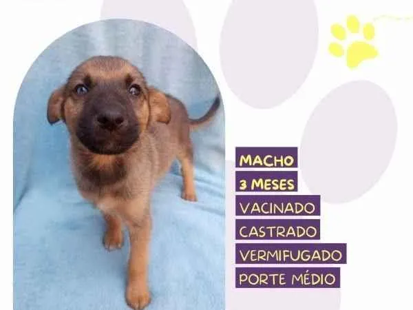 Cachorro ra a SRD-ViraLata idade 2 a 6 meses nome Eddie