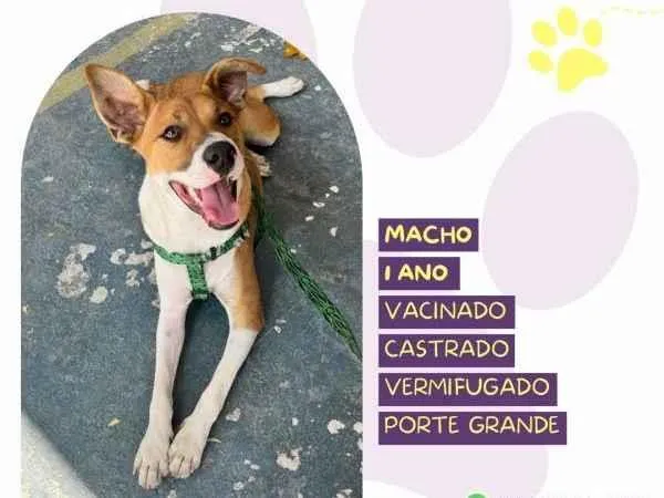 Cachorro ra a SRD-ViraLata idade 1 ano nome Bruce