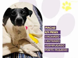 Cachorro raça SRD-ViraLata idade 1 ano nome Romeu