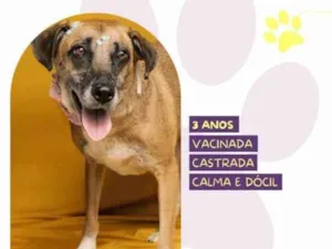 Cachorro raça SRD-ViraLata idade 1 ano nome Stella