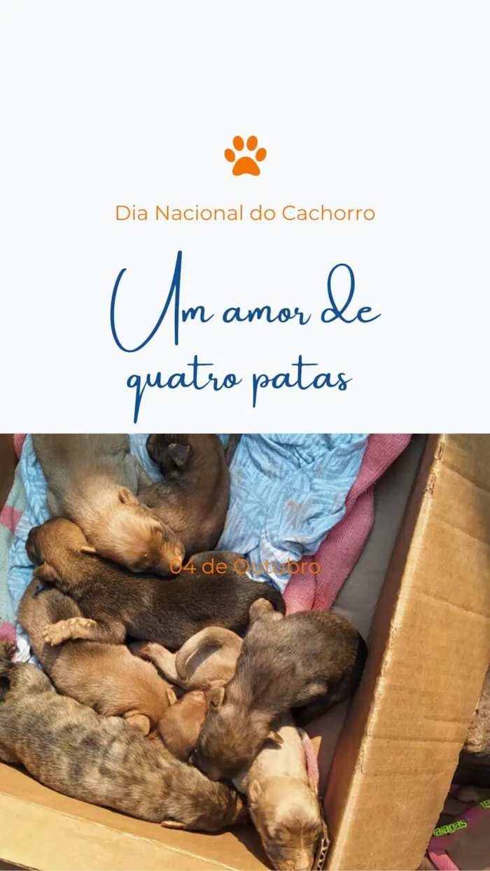 Cachorro ra a SRD-ViraLata idade 2 a 6 meses nome Vários 