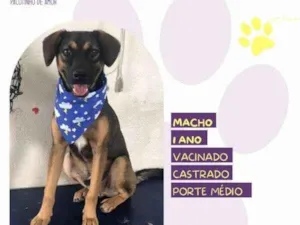 Cachorro raça SRD-ViraLata idade 1 ano nome Duque