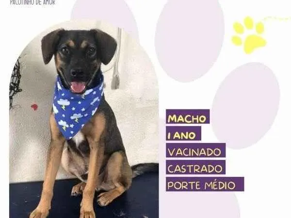 Cachorro ra a SRD-ViraLata idade 1 ano nome Duque