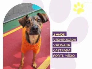 Cachorro raça SRD-ViraLata idade 1 ano nome Maraisa