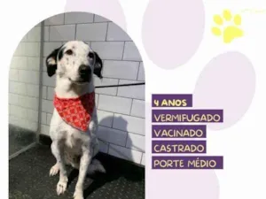 Cachorro raça SRD-ViraLata idade 1 ano nome Milk