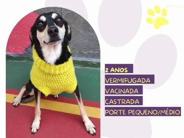 Cachorro ra a SRD-ViraLata idade 1 ano nome Luna