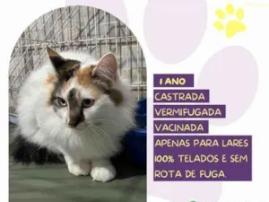 Gato raça SRD-ViraLata idade 1 ano nome Duda