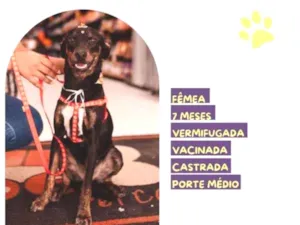 Cachorro raça SRD-ViraLata idade 1 ano nome Any